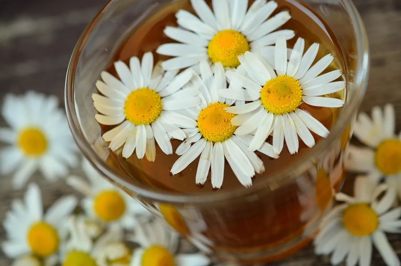 En glaskopp med kamomillte omgiven av färska kamomillblommor